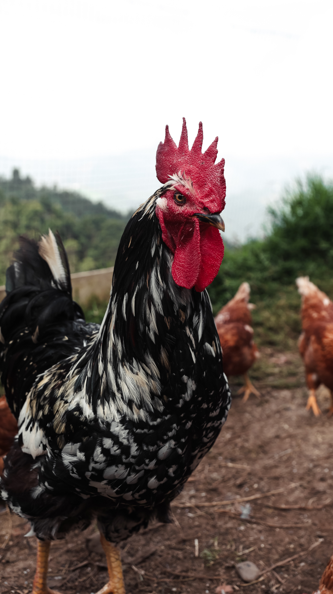 Close portrait of a black and white rooster with a red comb