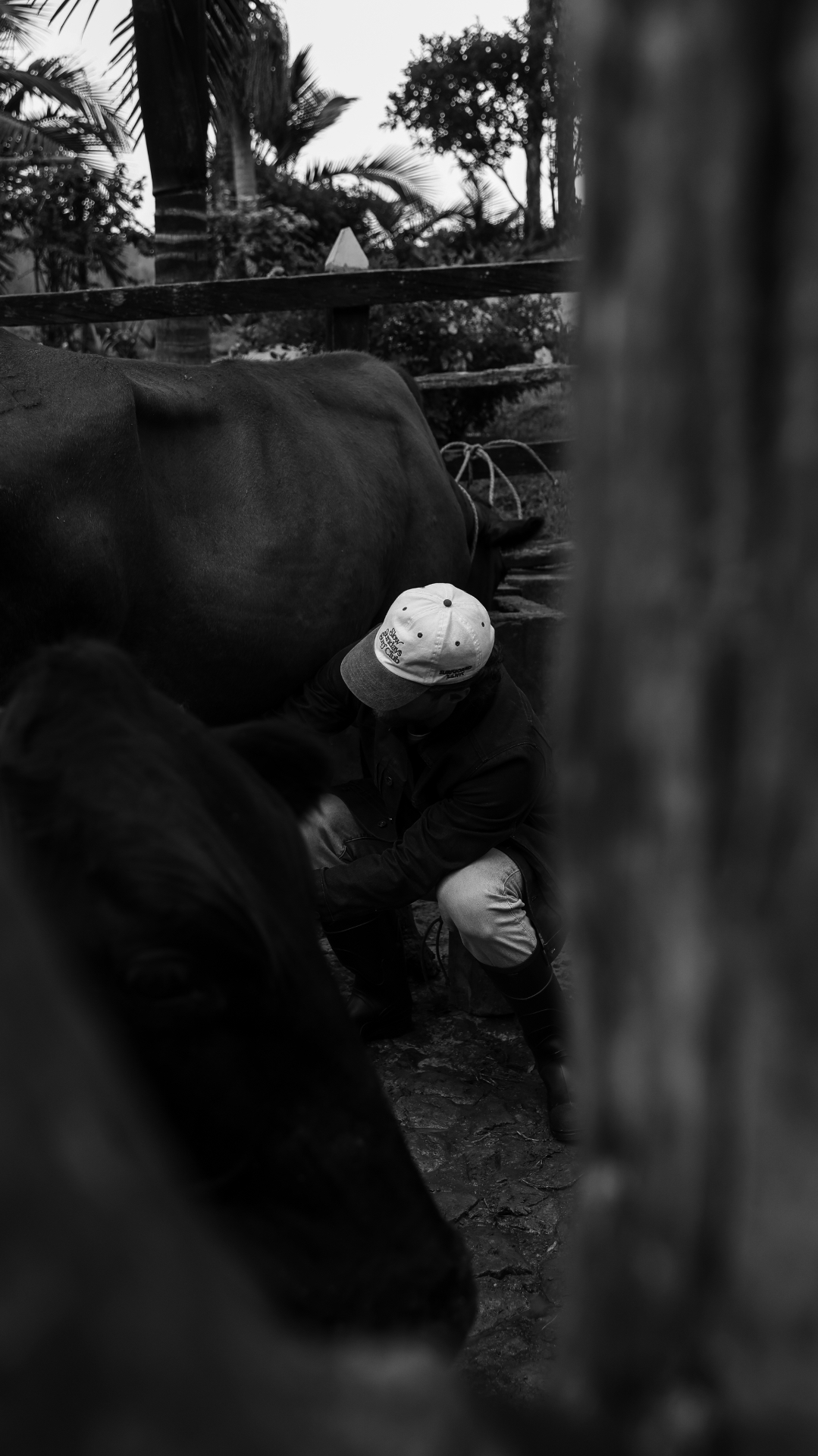 Black and white frame of a man crouched among cattle behind a post
